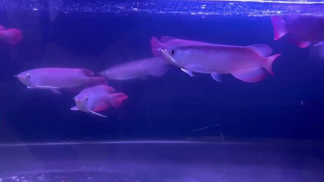 Hồng long Indo_ đuôi đỏ,body đẹp như huyết_19/20cm. Mua bán Thú cưng khác tại Quận Bình Tân Tp Hồ Chí Minh được đăng bởi cacanhnamlong hình 1