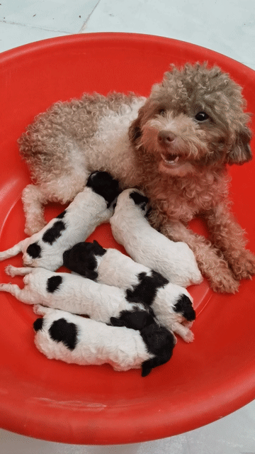 poodle Bò sữa tinycup nhà đẻ . Mua bán Chó tại Thành phố Thủ Đức Tp Hồ Chí Minh được đăng bởi Poodle vũ  hình 1