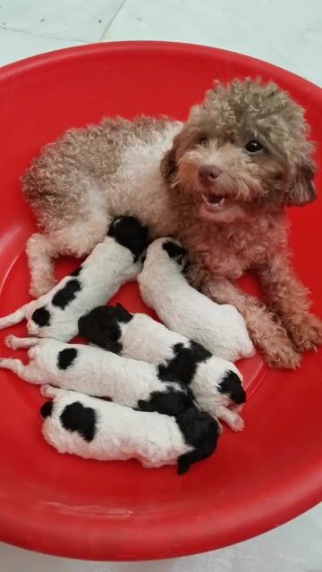 poodle Bò sữa tinycup nhà đẻ . Mua bán Chó tại Thành phố Thủ Đức Tp Hồ Chí Minh được đăng bởi Poodle vũ  hình 1