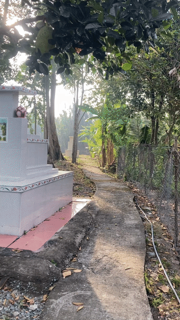 Cây đa cổ thụ 18-20m. Mua bán Cây cảnh, đồ trang trí tại Huyện Châu Thành Long An được đăng bởi Bán tùm lum hình 1