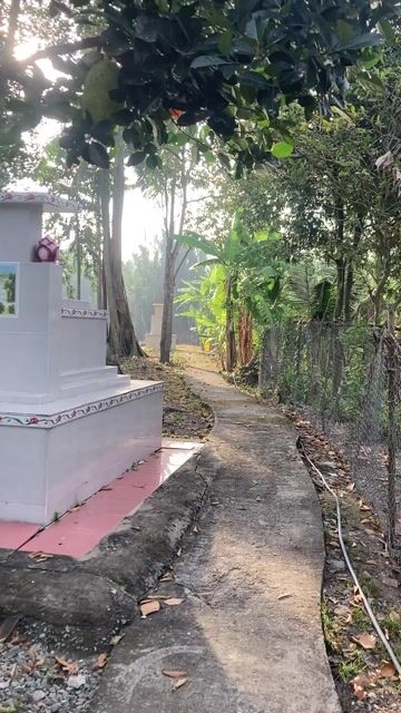 Cây đa cổ thụ 18-20m. Mua bán Cây cảnh, đồ trang trí tại Huyện Châu Thành Long An được đăng bởi Bán tùm lum hình 1