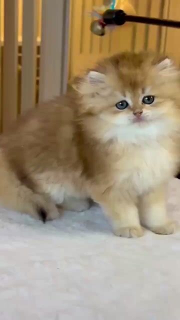 Mèo Golden lông dài. Mua bán Mèo tại Thành phố Thủ Đức Tp Hồ Chí Minh được đăng bởi Âu Minh Huy hình 1