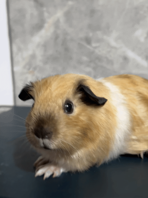 Silky Cali cái 700k. Mua bán Thú cưng khác tại Thành phố Thủ Đức Tp Hồ Chí Minh được đăng bởi Ông Chú Bọ Ú hình 1