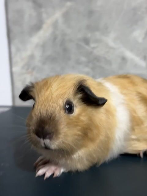Silky Cali cái 700k. Mua bán Thú cưng khác tại Thành phố Thủ Đức Tp Hồ Chí Minh được đăng bởi Ông Chú Bọ Ú hình 1