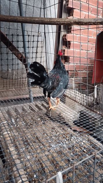Gà butcher 5 tháng. Mua bán Gà tại Huyện Thống Nhất Đồng Nai được đăng bởi pham dang khoa hình 1