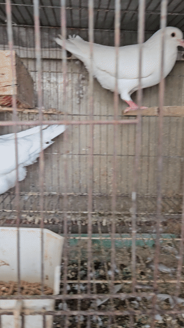 Chim bồ câu Pháp trắng to con đang sinh sản. Mua bán Chim tại Quận Bình Tân Tp Hồ Chí Minh được đăng bởi Hung hình 1