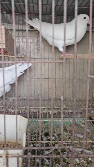 Chim bồ câu Pháp trắng to con đang sinh sản. Mua bán Chim tại Quận Bình Tân Tp Hồ Chí Minh được đăng bởi Hung hình 1