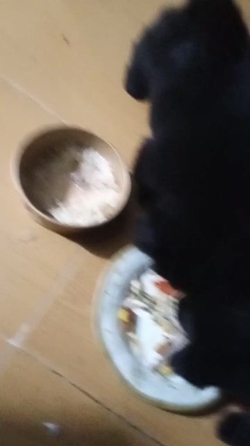 Chó Đuôi cộc đen đẹp. Mua bán Chó tại Huyện Thanh Oai Hà Nội được đăng bởi le xuan phuong hình 1