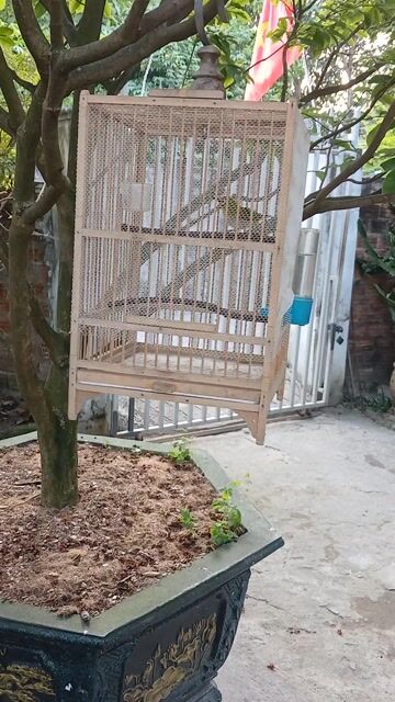 chim  vành khuyên bẫy đấu. Mua bán Chim tại Quận Liên Chiểu Đà Nẵng được đăng bởi Pham Khanh hình 1