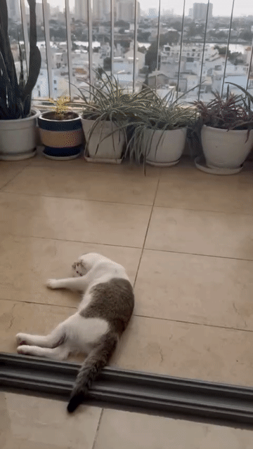 Cho thuê Căn hộ Chung cư Opal Garden Thành phố Thủ Đức Tp Hồ Chí Minh diện tích 72 m² giá 16 triệu/tháng