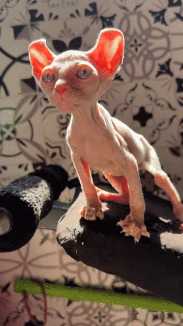 Bé mèo đực mắt xanh Sphynx nhà trồng. Mua bán Mèo tại Quận Bình Tân Tp Hồ Chí Minh được đăng bởi Trí Nguyễn hình 1