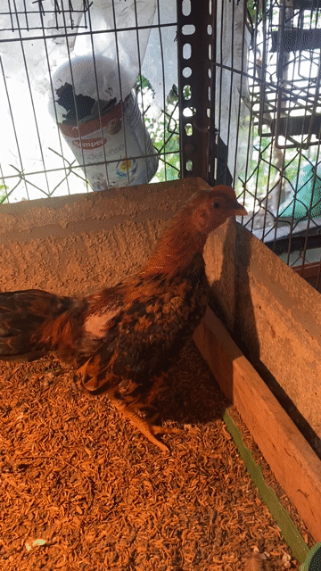 Gà tre trống 4 tháng. Mua bán Gà tại Quận Long Biên Hà Nội được đăng bởi gà tre 08866 một 5668 hình 1