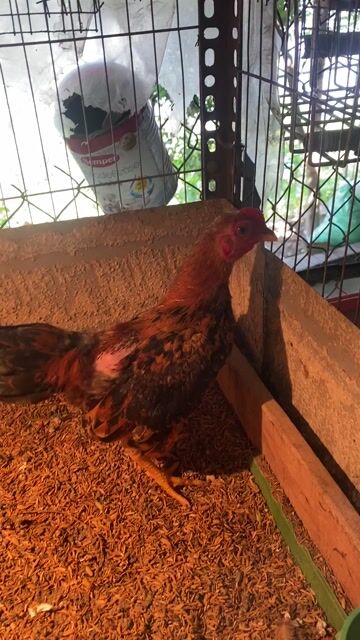 Gà tre trống 4 tháng. Mua bán Gà tại Quận Long Biên Hà Nội được đăng bởi gà tre 08866 một 5668 hình 1
