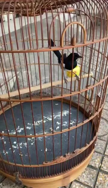 Than Nhà Đổ Cha Mẹ Bổn Mẻ Múa Xòe Không Tật Lỗi. Mua bán Chim tại Quận 6 Tp Hồ Chí Minh được đăng bởi KEN hình 1