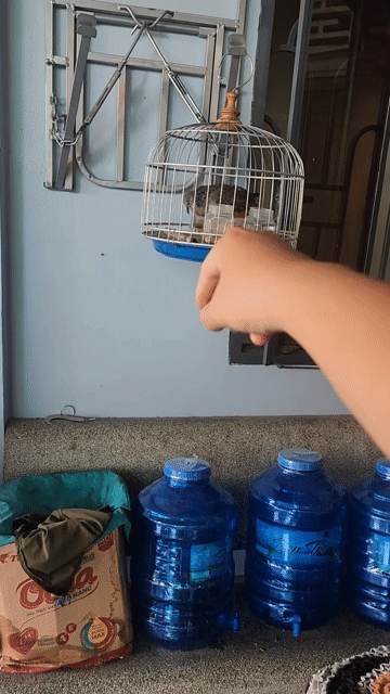 Chim cu gáy 3 năm. Mua bán Chim tại Thành phố Bến Tre Bến Tre được đăng bởi Bảo hình 1