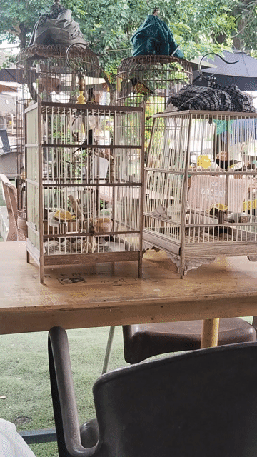 Chim hút mật 5 màu. Mua bán Chim tại Huyện Hóc Môn Tp Hồ Chí Minh được đăng bởi A thanh hình 1