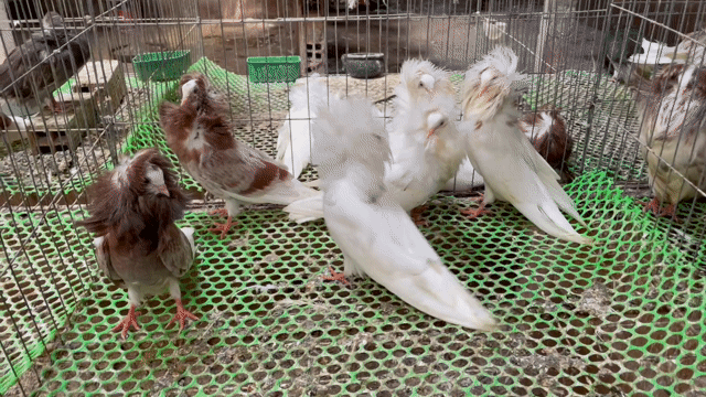 Chim Bồ câu sư tử con Trắng, Nâu. Mua bán Chim tại Thành phố Sóc Trăng Sóc Trăng được đăng bởi tài hình 1