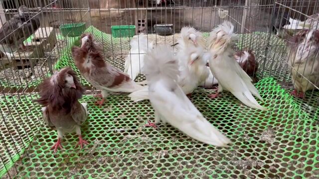 Chim Bồ câu sư tử con Trắng, Nâu. Mua bán Chim tại Thành phố Sóc Trăng Sóc Trăng được đăng bởi tài hình 1
