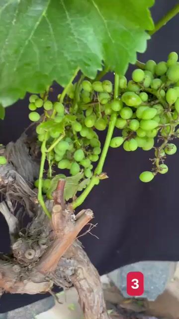 Cây ăn quả Nho sữa. Mua bán Đồ chuyên dụng, Giống nuôi trồng tại Huyện Sông Lô Vĩnh Phúc được đăng bởi Tình Nguyễn hình 1