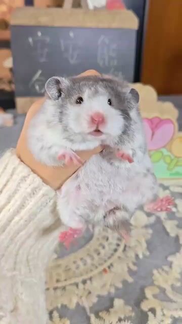 Hamster tạng to F0 lông sát xoăn. Mua bán Thú cưng khác tại Thành phố Thủ Đức Tp Hồ Chí Minh được đăng bởi Hamster Nest hình 1