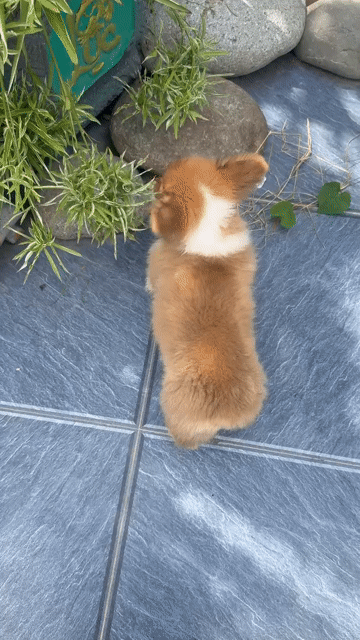 Chó Corgi Fluffy nâu trắng 2,5 tháng đã tiêm. Mua bán Chó tại Thành phố Trà Vinh Trà Vinh được đăng bởi Gia Nhung hình 1