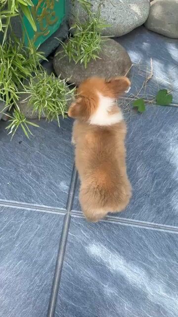 Chó Corgi Fluffy nâu trắng 2,5 tháng đã tiêm. Mua bán Chó tại Thành phố Trà Vinh Trà Vinh được đăng bởi Gia Nhung hình 1