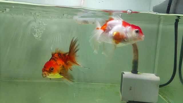 Cá vàng oranda cọp vs skr. Mua bán Thú cưng khác tại Quận 6 Tp Hồ Chí Minh được đăng bởi Tiến Phạm hình 1