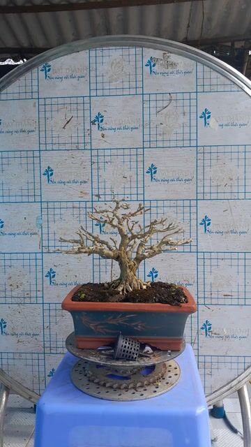 Cây cảnh Linh sam siêu hoa 20cm Bonsai. Mua bán Cây cảnh, đồ trang trí tại Huyện Trà Cú Trà Vinh được đăng bởi Duongthoi hình 1