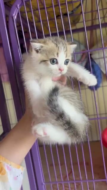 Mèo Tabby cái. Mua bán Mèo tại Huyện Châu Thành A Hậu Giang được đăng bởi Vân hình 1