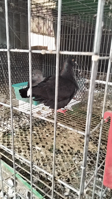 Chim bồ câu Mondain Đen, Xám. Mua bán Chim tại Huyện Cái Bè Tiền Giang được đăng bởi Đoàn Tới hình 1