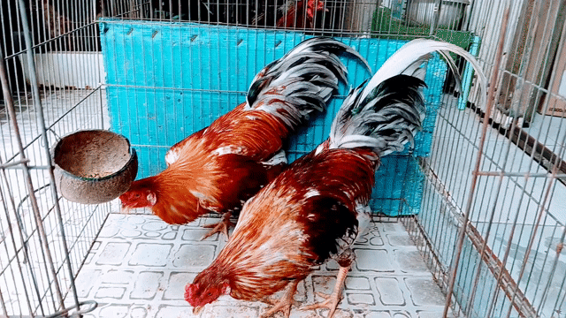 450k 1e gà tơ trạg 1 kg 250oa đến 1 kg 3. Mua bán Gà tại Quận Gò Vấp Tp Hồ Chí Minh được đăng bởi nam gà tre  hình 1