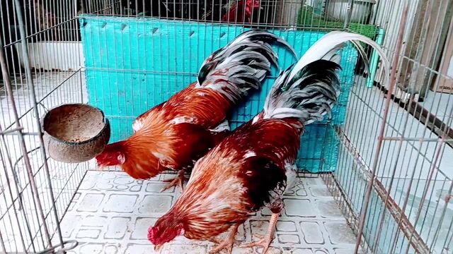 450k 1e gà tơ trạg 1 kg 250oa đến 1 kg 3. Mua bán Gà tại Quận Gò Vấp Tp Hồ Chí Minh được đăng bởi nam gà tre  hình 1