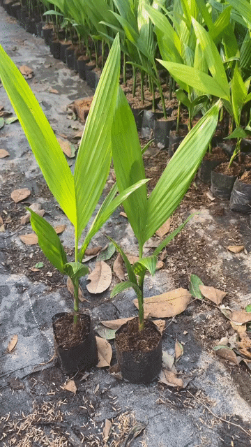 Cây cau tứ quý giống. Mua bán Đồ chuyên dụng, Giống nuôi trồng tại Huyện Gia Lâm Hà Nội được đăng bởi Hoàng thị muôn hình 1