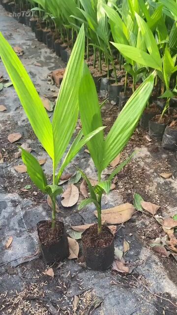 Cây cau tứ quý giống. Mua bán Đồ chuyên dụng, Giống nuôi trồng tại Huyện Gia Lâm Hà Nội được đăng bởi Hoàng thị muôn hình 1