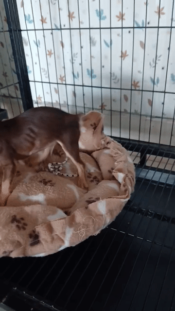 Chó Chihuahua Cái Nâu socola 5 tháng. Mua bán Chó tại Huyện Tân Hiệp Kiên Giang được đăng bởi Thúy Ngà hình 1