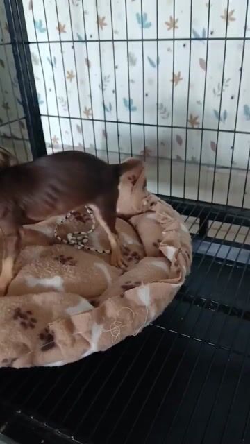 Chó Chihuahua Cái Nâu socola 5 tháng. Mua bán Chó tại Huyện Tân Hiệp Kiên Giang được đăng bởi Thúy Ngà hình 1