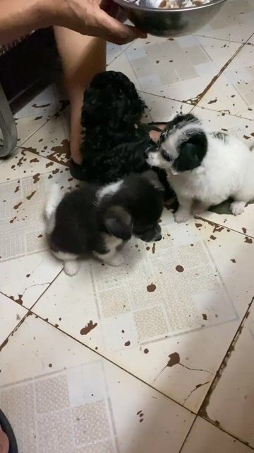 Chó nhà đẻ tìm người nuôi hứa sẽ ngoan. Mua bán Chó tại Quận Hoàng Mai Hà Nội được đăng bởi phan quỳnh hình 1