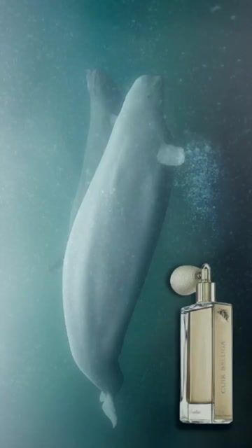 Cuir Béluga Guerlain 香水- 一款2005年中性香水