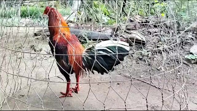 Điều đuôi lao 3kí350. Mua bán Gà tại Huyện Mỏ Cày Nam Bến Tre được đăng bởi Huy Bến Tre hình 1