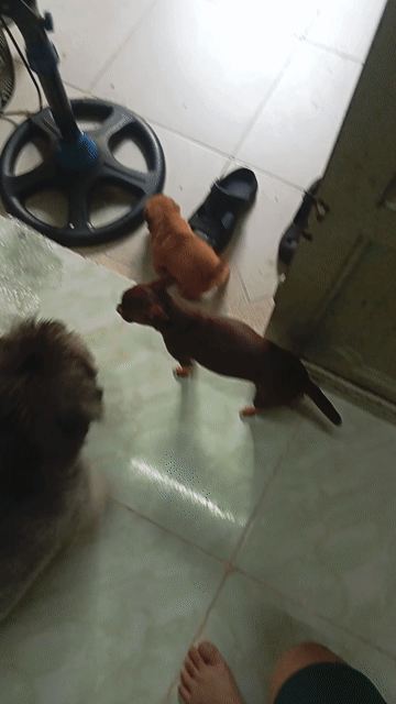 Chó Pug lai phóc( trắng mini) . Mua bán Chó tại Quận 12 Tp Hồ Chí Minh được đăng bởi no love hình 1