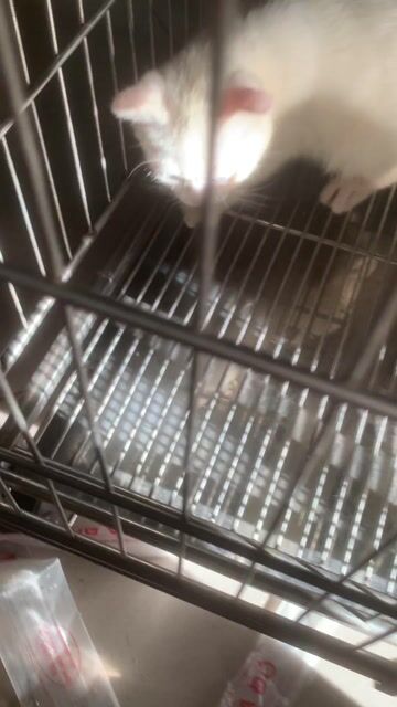 mèo anh 🩷💚trắng full mắt 2 màu💙💛. Mua bán Mèo tại Quận 8 Tp Hồ Chí Minh được đăng bởi Cửa Hàng Thanh Lý Đồ Cũ Mới hình 1