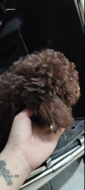 poodle cái socola. Mua bán Chó tại Quận Gò Vấp Tp Hồ Chí Minh được đăng bởi Nâu hình 1