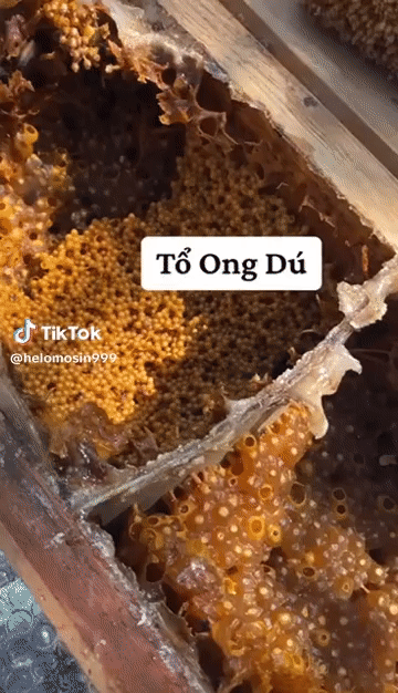 Tổ ong dú tự nhiên có ong chúa có thể lấy mật. Mua bán Đồ ăn, thực phẩm và các loại khác tại Quận 6 Tp Hồ Chí Minh được đăng bởi Nhi hình 1