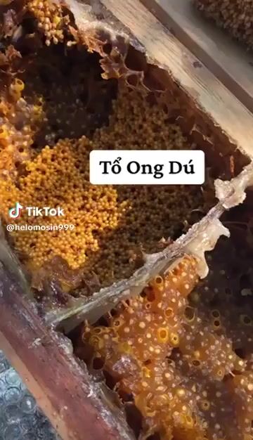 Tổ ong dú tự nhiên có ong chúa có thể lấy mật. Mua bán Đồ ăn, thực phẩm và các loại khác tại Quận 6 Tp Hồ Chí Minh được đăng bởi Nhi hình 1