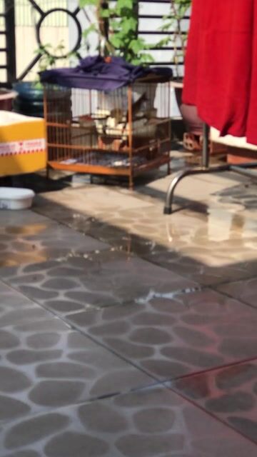 Chim móng mỏ đú già nhát. Mua bán Chim tại Quận Gò Vấp Tp Hồ Chí Minh được đăng bởi ace mua goi nha hình 1