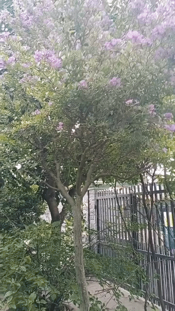 Cây cảnh Linh sam dáng trực. Mua bán Cây cảnh, đồ trang trí tại Thành phố Thuận An Bình Dương được đăng bởi Lanh Nguyễn  hình 1