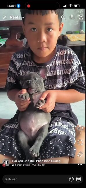 Chó Bull Pháp xám 2 tháng tuổi. Mua bán Chó tại Quận 10 Tp Hồ Chí Minh được đăng bởi Đỗ Ngọc Tuyết Như hình 1