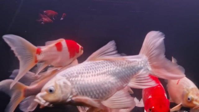 Cá chép Sakura Đỏ Trắng. Mua bán Thú cưng khác tại Quận Tân Phú Tp Hồ Chí Minh được đăng bởi Khoa Đăng hình 1