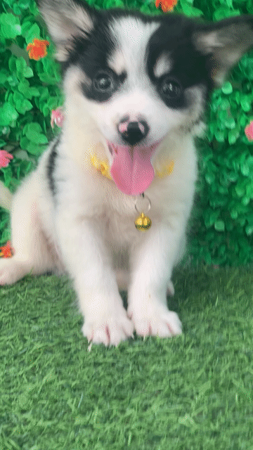 NHẬT LAI CORGI ĐÁNG YÊU LANH LỢI. Mua bán Chó tại Huyện Hóc Môn Tp Hồ Chí Minh được đăng bởi Cún xinh nhà TaDa hình 1