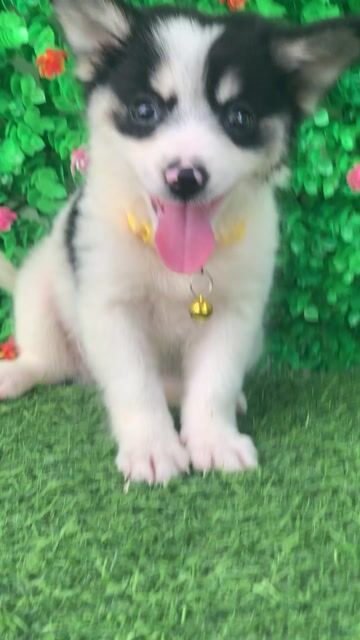 NHẬT LAI CORGI ĐÁNG YÊU LANH LỢI. Mua bán Chó tại Huyện Hóc Môn Tp Hồ Chí Minh được đăng bởi Cún xinh nhà TaDa hình 1